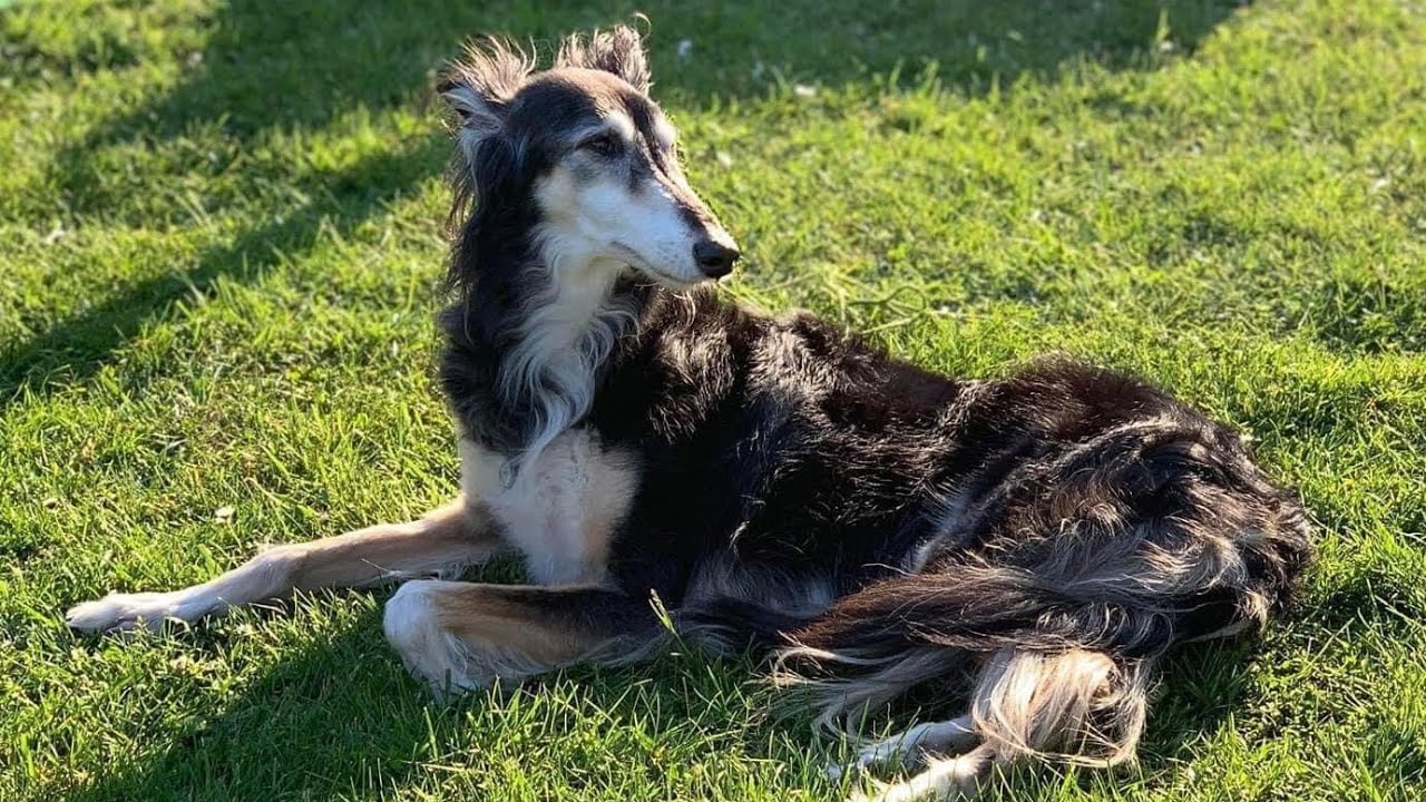 Silken Windhound Sassy (Starcastle Hounds Buzzer) In loving memory