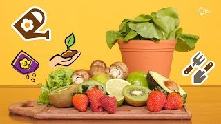 How To Grow Your Own Fruits And Veggies | The Quirky Corner