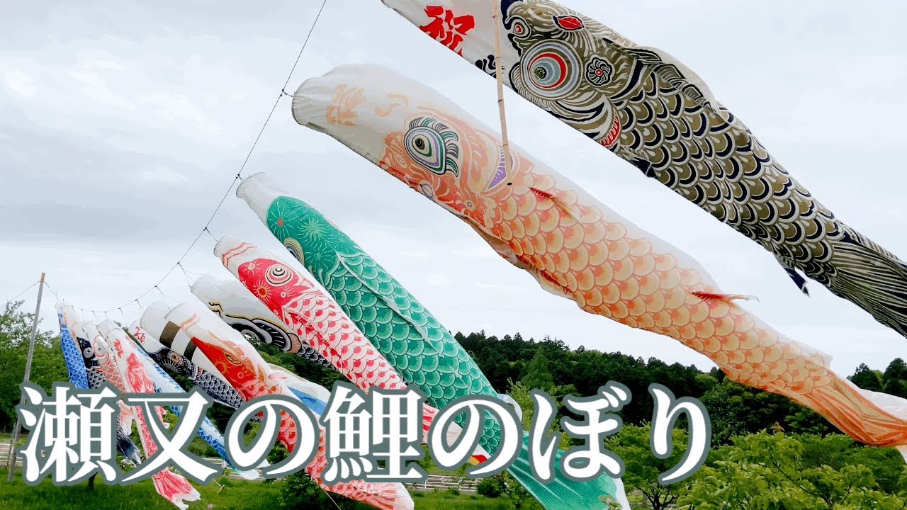 村田川にかかる鯉のぼりCarp streamer wishing for the growth of