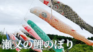 村田川にかかる鯉のぼりCarp streamer wishing for the growth of