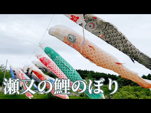 村田川にかかる鯉のぼりCarp streamer wishing for the growth of