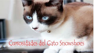 CURIOSIDADES DEL GATO SNOWSHOES  Te vas a enamorar de esta Raza