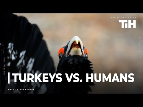 Turkeys vs. Humans