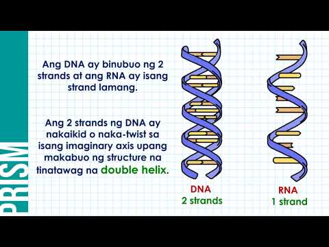 Video: Ano ang double helix sa biology?