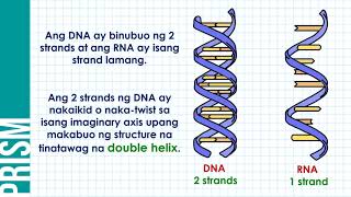 Ano ang bumubuo sa DNA structure?