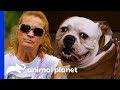 Bulldog Reunited With Family After Being Abandoned At Villalobos | Pit Bulls & Parolees