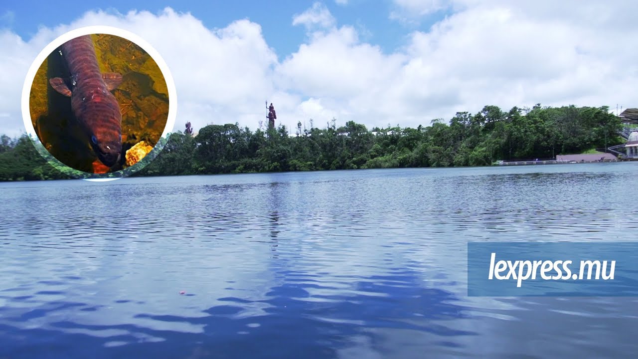 Ganga Talao: anguille «sindoor», Mythe ou réalité ?