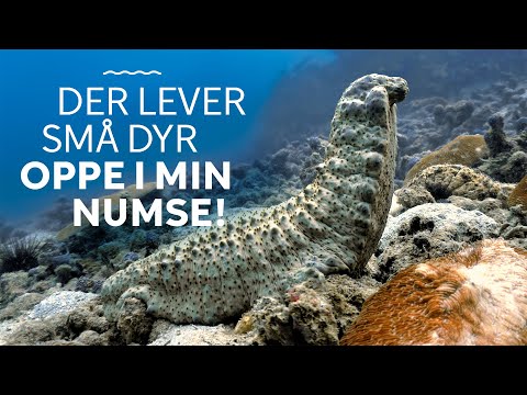 Video: Hvilke dyr lever i koralrev?