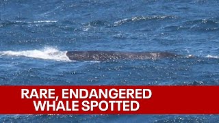 Raw footage: Rare, endangered whale spotted off coast of Marin