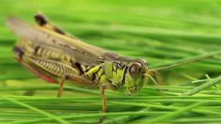 Grasshopper is cleaning its eyes and antenna