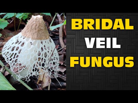 Bridal Veil Fungus Stinkhorn Fungus Amazing Fungus Eduscope Youtube Bridal Veil Fungus Stinkhorn Fungus Amazing Fungus Eduscope Youtube