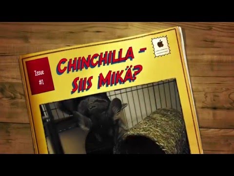 Video: Chinchillan Hoito