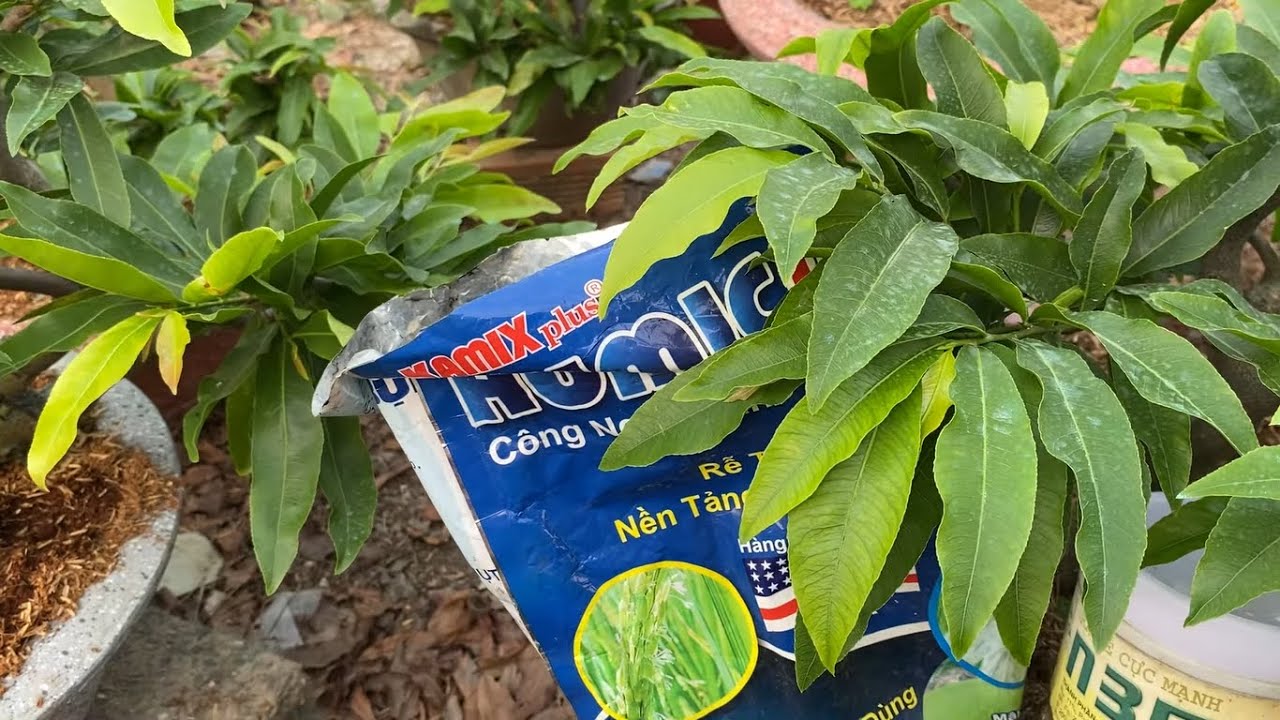 sử dụng n3m và humic đến khi nào ngưng