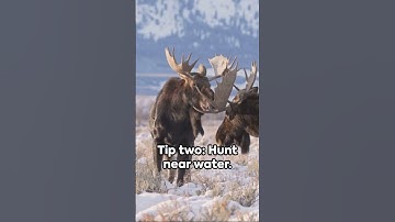 Moose Hunting Tips #hunting #outdoors