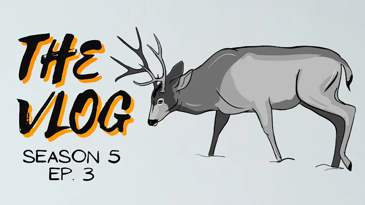 Mountain Mule Deer