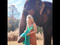 #Elephant #Animal #AnimalLover  ￼