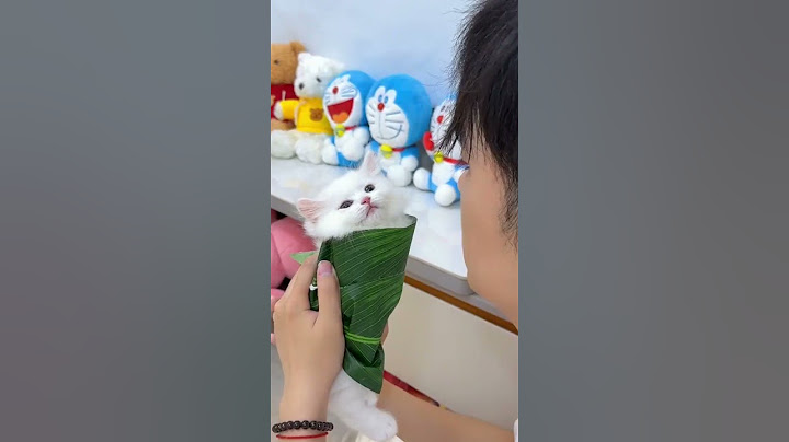 如何制作一个猫咪粽子 #万物可爱计划 #小奶猫 #铲屎官的乐趣