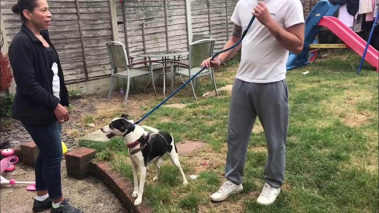 SLIP LEAD BASICS introduction to leash pressure and utilising it on a