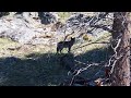 Hike Buffalo Plateau - wolves, bear and other wildlife in Yellowstone