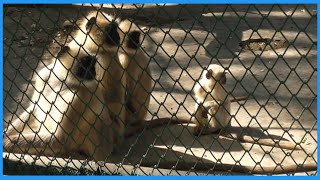 Monkeys In Zoo.... Must Watch