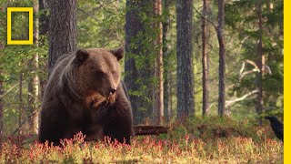 賢いクマになろう | Wild At Home