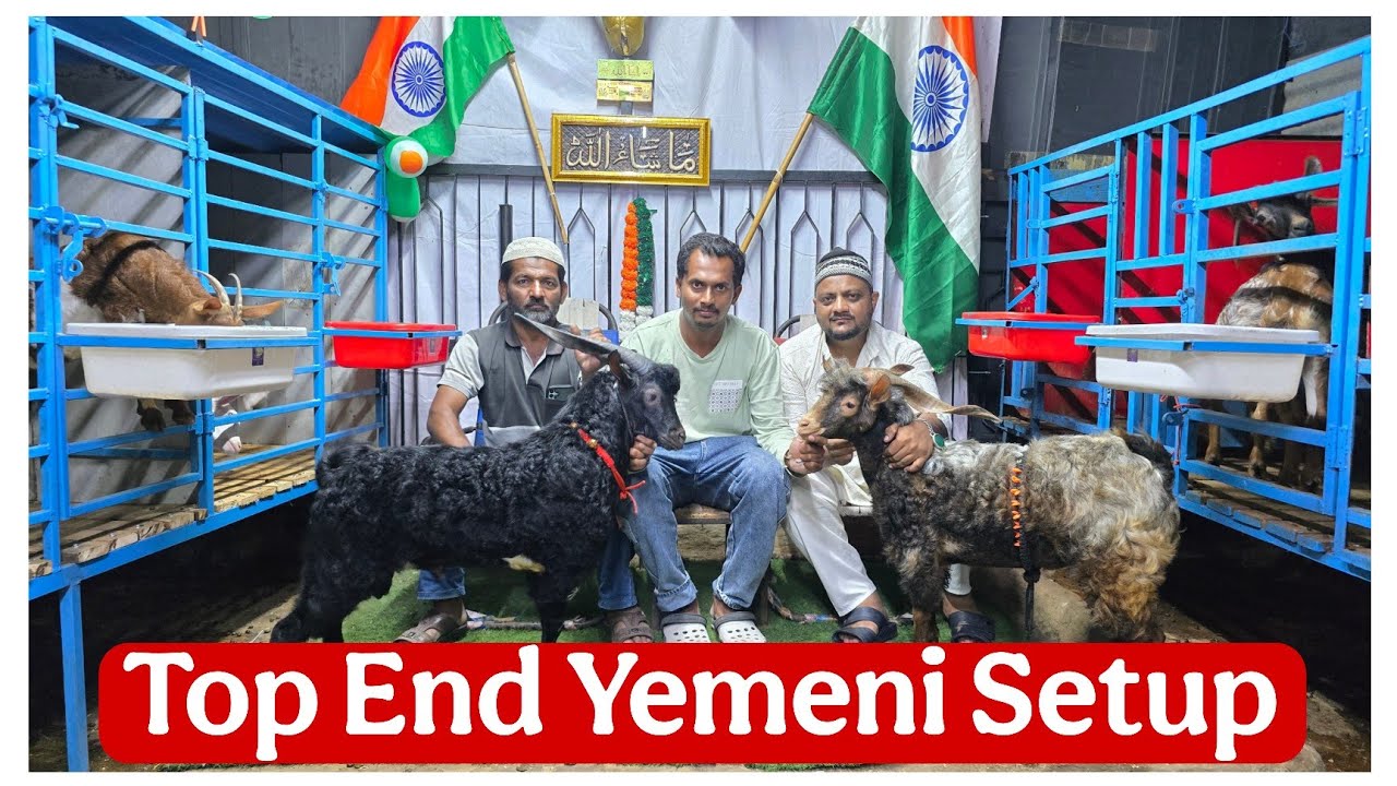 Top End Yemeni Female's of MSB goats Aurangabad Maharashtra 