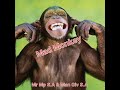 Mad Monkey-Mr Mp S.A & Man Giv S.A