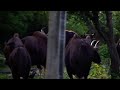 10 bisons in mudumalai tiger reserve  anish sankaran anish photography  indian bison gaur