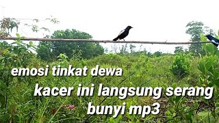 gak pernah di pikat !! burung kacer ini langsung serang mp3 . mikat burung kacer super ganas