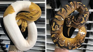 An Update On The 2020 Holdback's