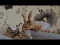 Бельчонок отказался от кедровой шишки!!! 😳 The squirrel refused a cedar cone