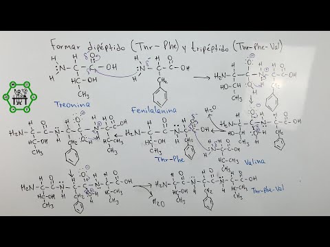 Video: Skirtumas Tarp Peptido Ir Dipeptido