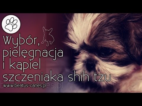 Wybór, pielęgnacja i kąpiel szczeniaka shih tzu