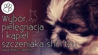 Wybór, pielęgnacja i kąpiel szczeniaka shih tzu