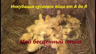 Инкубация гусиного яйца от А до Я  Мой бесценный опыт