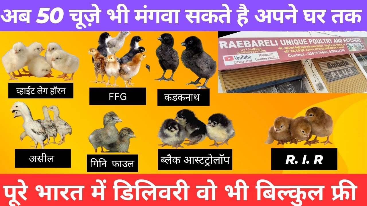 अब 10 चूज़े भी मंगवा सकते हैं अपने घर तक // मुर्गी के चूज़े कहाँ से खरीदे //सस्ते मुर्गी के चूज़े