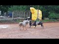 Bull Fight in rain water