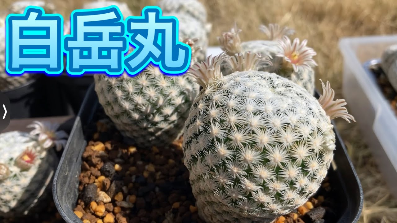 白岳丸　実生　群生に挑戦