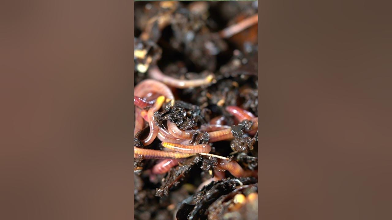 Mites in your Worm Bin Quick Solution 2023 YouTube