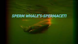 Sperm Whale's-Spermaceti