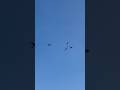 Macaw freefly #macaw #parrot #blueandgoldmacaw #scarlettmacaw #macawparrot #greenwingmacaw