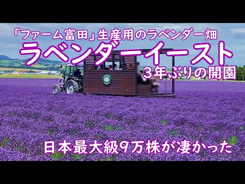 富良野ラベンダーイーストの９万株のラベンダーが満開の見頃を迎えています。日本最大級の生産用のラベンダー畑が満開です。ラベンダーバスも運行中。３年ぶりで７月２４日迄開放中