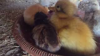 Only.Single Duckling Hatched From Chicken Eggs