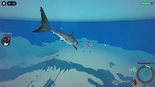 Shark Hunt | Oceanic TESTING 2 Roblox