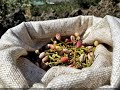 SICILIANI CREATIVI - Il pistacchio verde di Bronte Dop - The green pistachio of Bronte Pdo