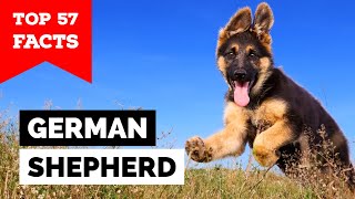 99% of German Shepherd Owners Don't Know This