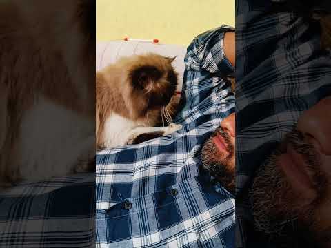 Cat Name Noor Video 