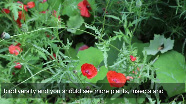 Letting Lambeth bloom - ending the use of chemical sprays on our streets