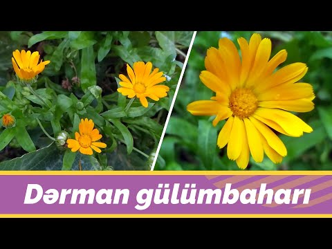 Video: Verbena officinalis: tibbi istifadə və becərilməsi