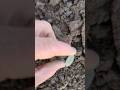 SURPRISING FIND ! #follow #metaldetecting #shortsviral #coin #subscribe #love #viral #tiktok #fyp